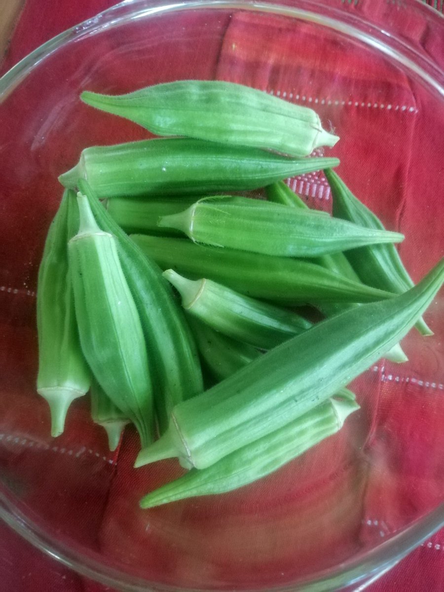 yasmeenhelwani's tweet photo. We're having okro stew today. Fresh from yarrrrd. #cleanfromwithin #nochemicals #organicfood https://t.co/8Dzwg1p1IF
