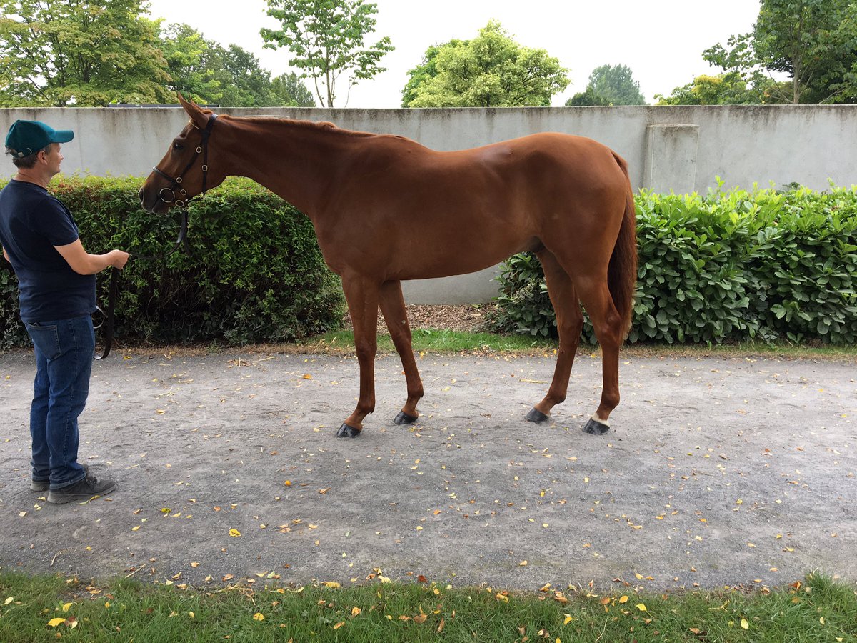 tdmbloodstock's tweet photo. Lot 491 ready to rock this morning. Barn A @Goffs1866 @coolmorestud #lookssharp https://t.co/PlA0GkI7CS