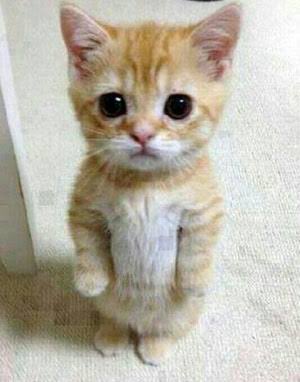 มู่ ♡ tweet media