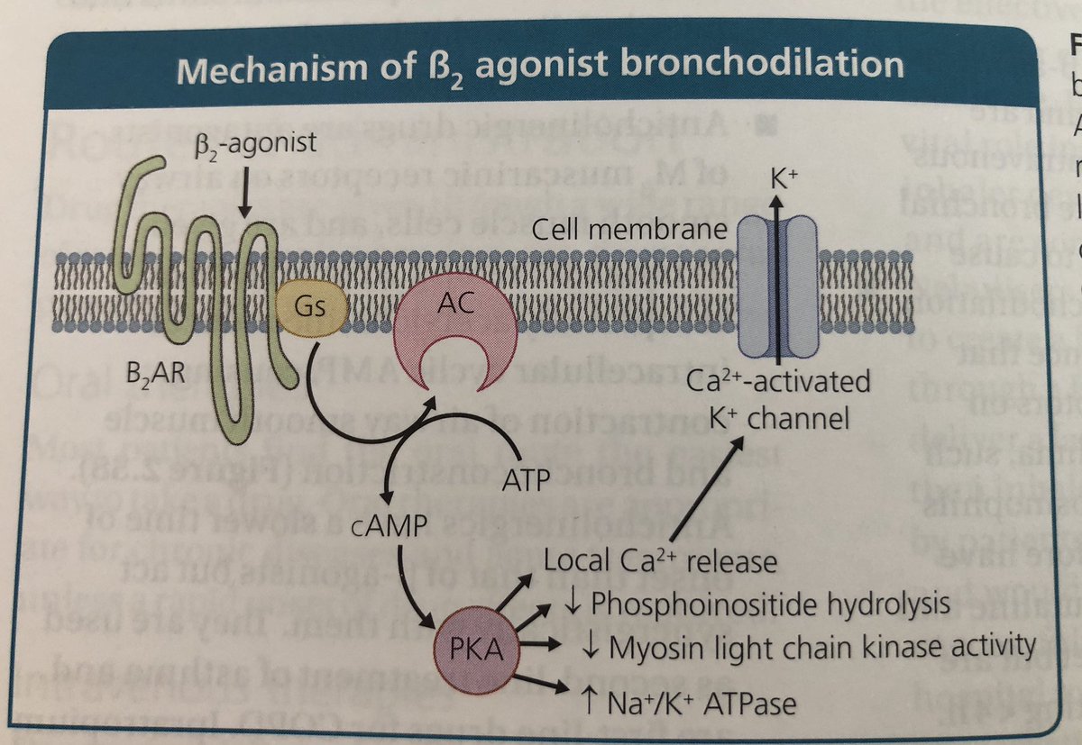 Ok first let’s think about LABAs. They act on beta adrenergic receptors, increase cAMP & prevent bronchoconstriction. They improve lung function, dyspnoea, health status, & reduce exacerbation rates. 8/n (image from  @EurekaMedicine)