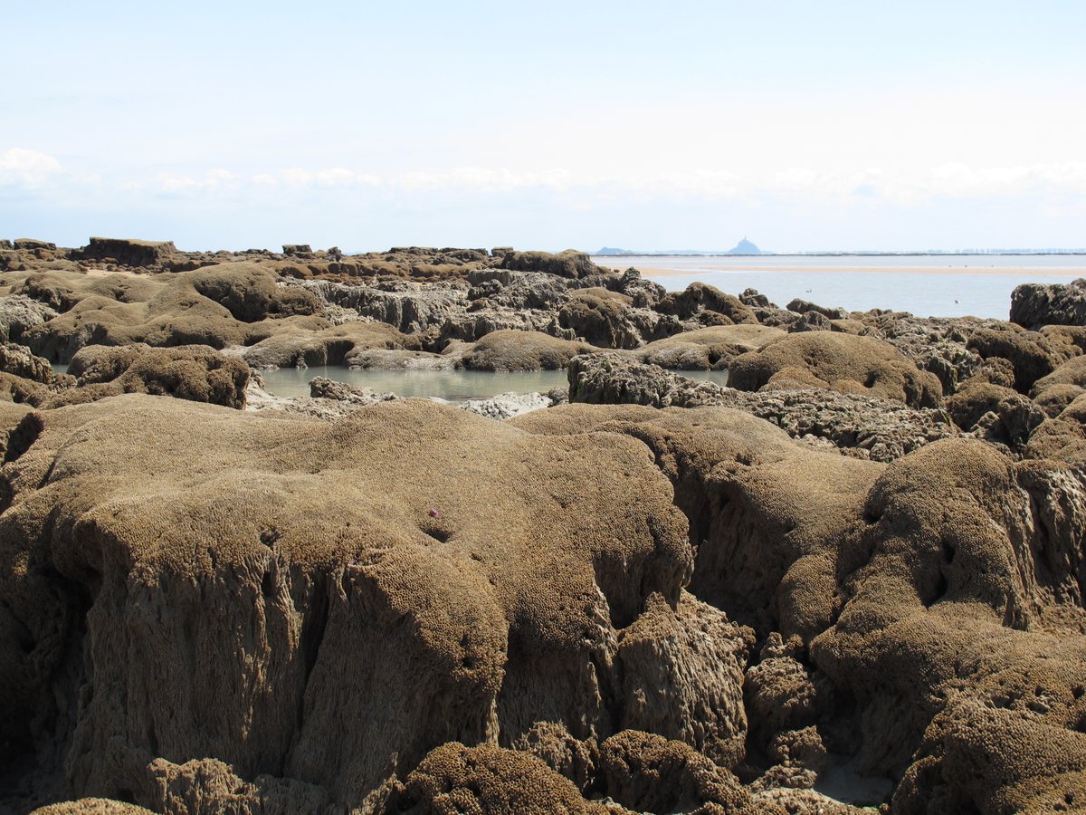 Our OA paper out this week uses population genomics alongside ocean circulation modelling to identify honeycomb reef of conservation concern <a href="/DeepSeaBex/">Rebecca Ross</a> <a href="/flavianunes/">Flavia Nunes</a> <a href="/benthicecol/">Antony Knights</a> <a href="/Louise_Firth_IE/">Louise Firth</a> 

bmcevolbiol.biomedcentral.com/articles/10.11…