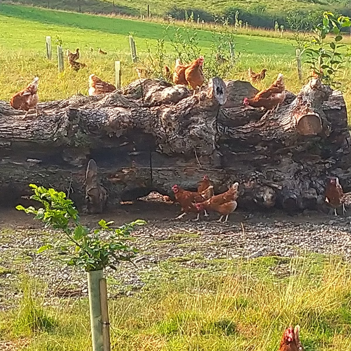Girls enjoying the morning sunshine ☀ #freerangewelsheggs