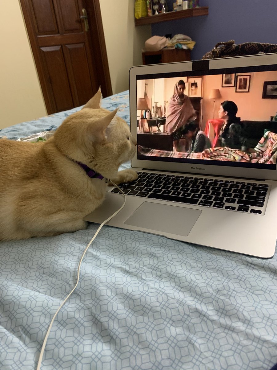 My cat is also watching #ChurailsOnZEE5 🙃