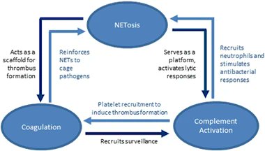 NETosis would also induce other parts of the immune system, in particular complements, which would further influence coagulation.NETosis, complement, coagulation, influence each other: https://twitter.com/pathdoc3/status/1290319156378771458?s=20