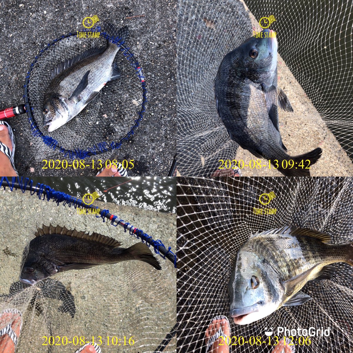 マルコス 釣り名人への道 チヌ釣りたくて何度も挑戦してますが まだ釣れたことないです 笑 たすけてー 3 マルコス 釣り名人への道 チヌ釣りたくて何度も挑戦してますが まだ釣れたことないです 笑 たすけてー 3