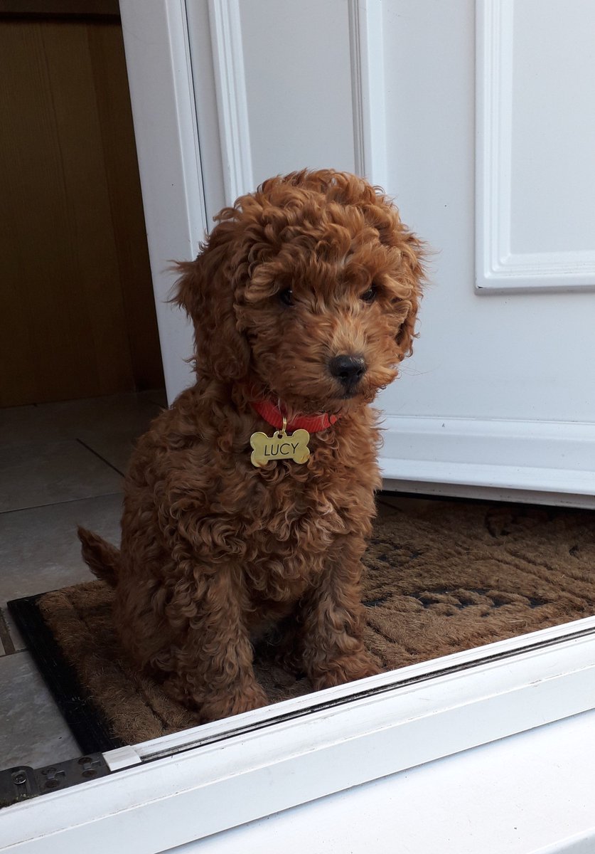 nustream tweet media