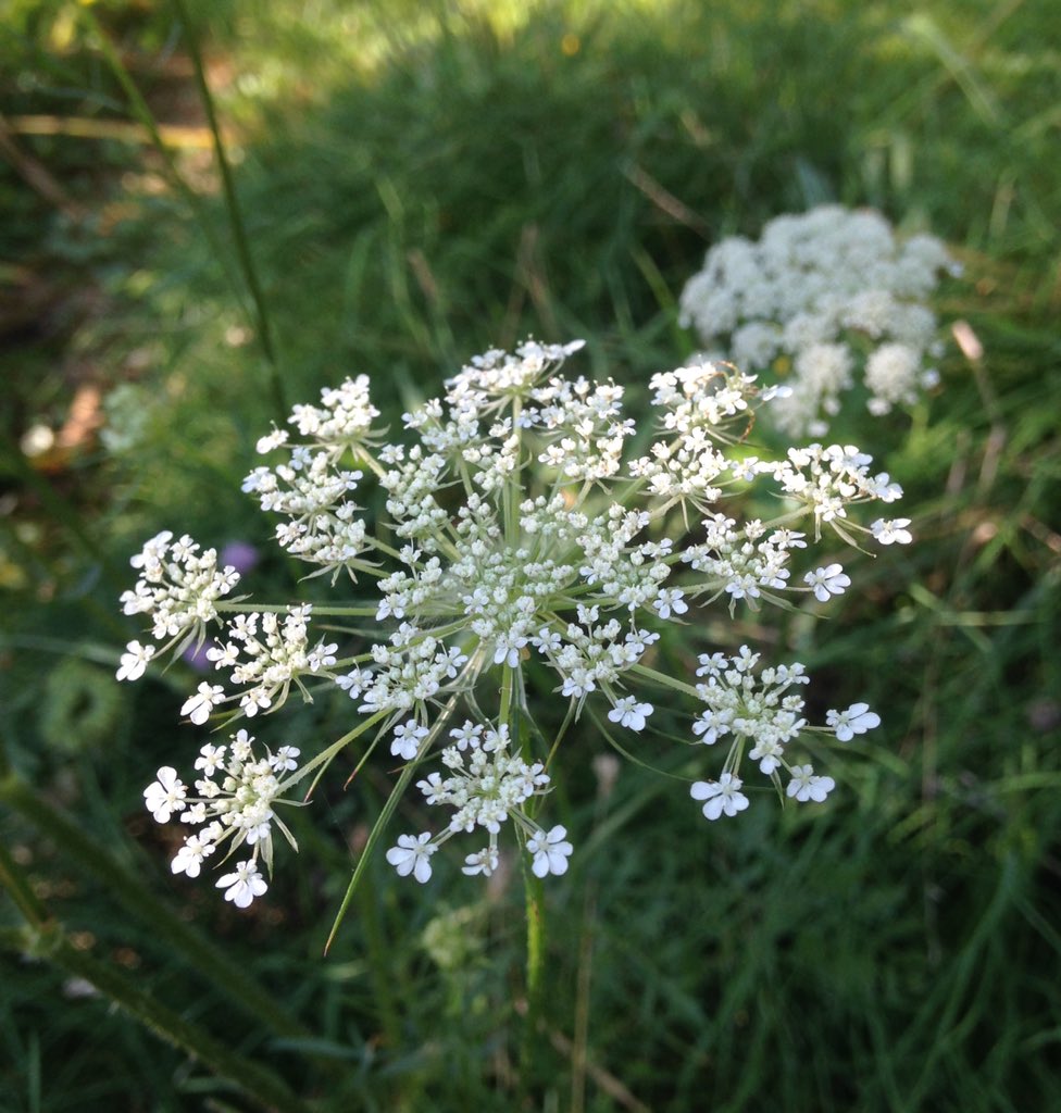 Ekko Westhill アン女王のレース 栽培種が野菜化した野良人参の花 雑草だけど 女王様にもふさわしいレース飾りです 水色の花器はお店で見かけた瞬間 この花を生ける と でも か細い茎の先の花火のような頭がくるくる回って 下々の思うようにはなっ