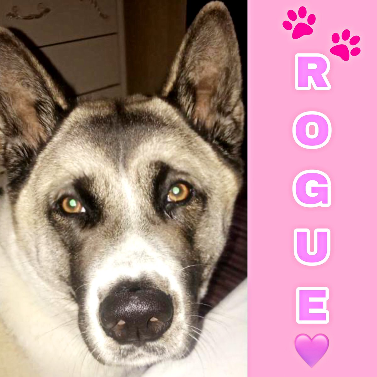 ARWTrust's tweet photo. ππΎπ ROGUE ππΎπ
Age: 5 years
Gender: Female
Small furries: No
Other dogs: No
Children: older dog savvy
For more in visit https://t.co/COEcVvOWuE or email info@akitarescue.org.uk
#adoptdontshop #rescueisbest #arwtrust https://t.co/uRD2KpX7Nq