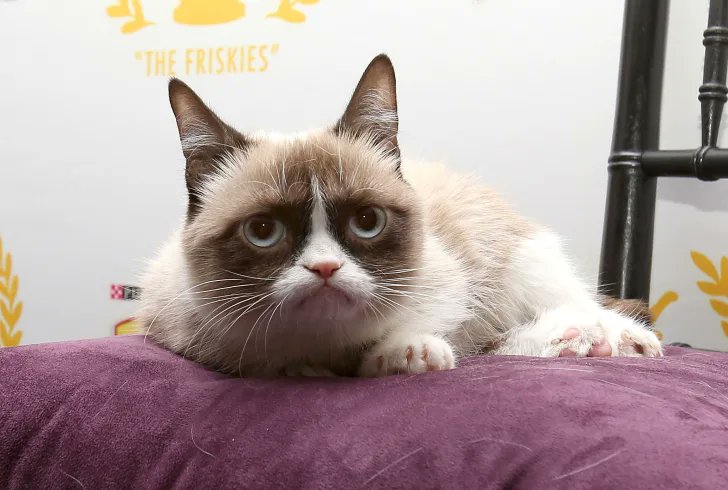 2. GRUMPY CAT:This cat made it's money from internet memes and it's the most popular of all the animals. It's networth sits at a pretty $100 million. She acts movies and have a lot of investment. She's richer than her owner.