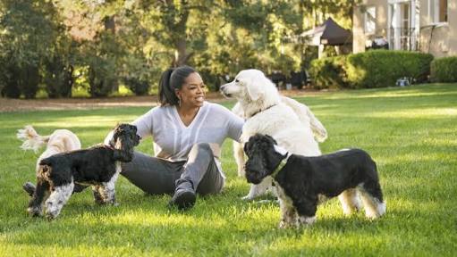 4. OPRAH WINFREY'S DOGS:OPRAH Winfrey the black billionaire set up a trust fund of about $30 million for her dogs (Luke, Layla, Saddie and Lauren) which they can use to maintain their expensive lifestyle when she dies. Not much but they will manage.