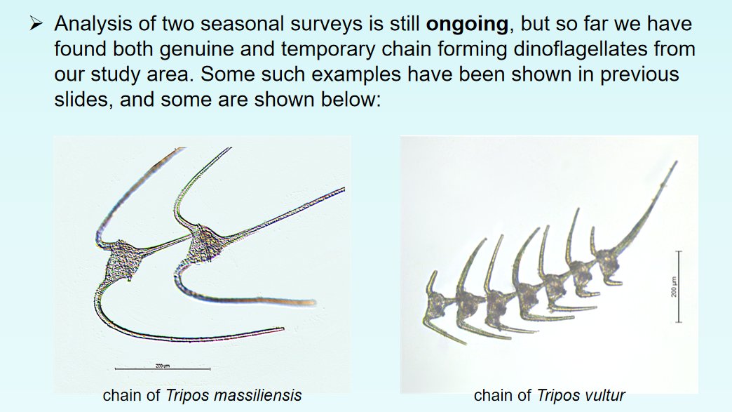 aishee_bhowal's tweet photo. #ProtistSession 
We wish to utilize the information already available to look into similar phenomena in our study area (Northern coastal waters of Bay of Bengal) where we are currently working on microzooplankton community structure of the region. (14/N) https://t.co/0scbGEiGBU