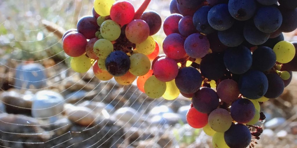 Harvest is coming! (picture taken on July 29th 2020)