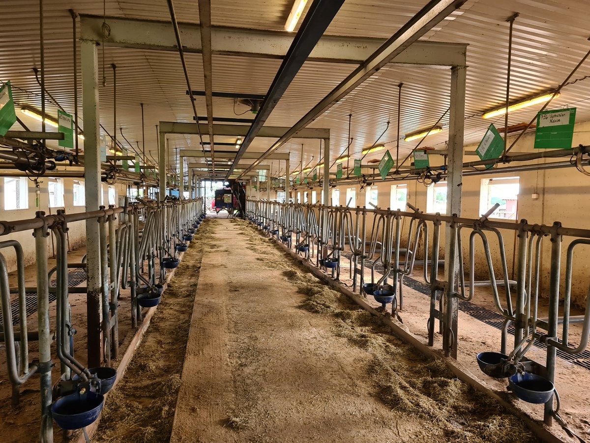 Nice to be in a farm in real again and start a new design project! This tie-stall converts to be a part of robot barn next year. #barndesign #coaching #robotbarn