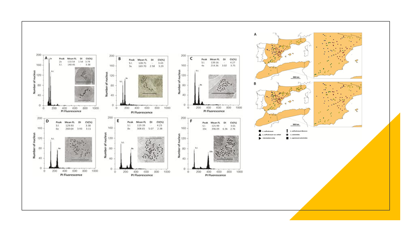 BotJLinnSoc's tweet photo. #Cytogenetics of #Linum suffruticosum s.l. (#Linaceae). #flax #polyploidy #evolution #genomesize #chromosomes
Afonso et al. https://t.co/wsbeVpVSwg https://t.co/2vl4JBEI5h