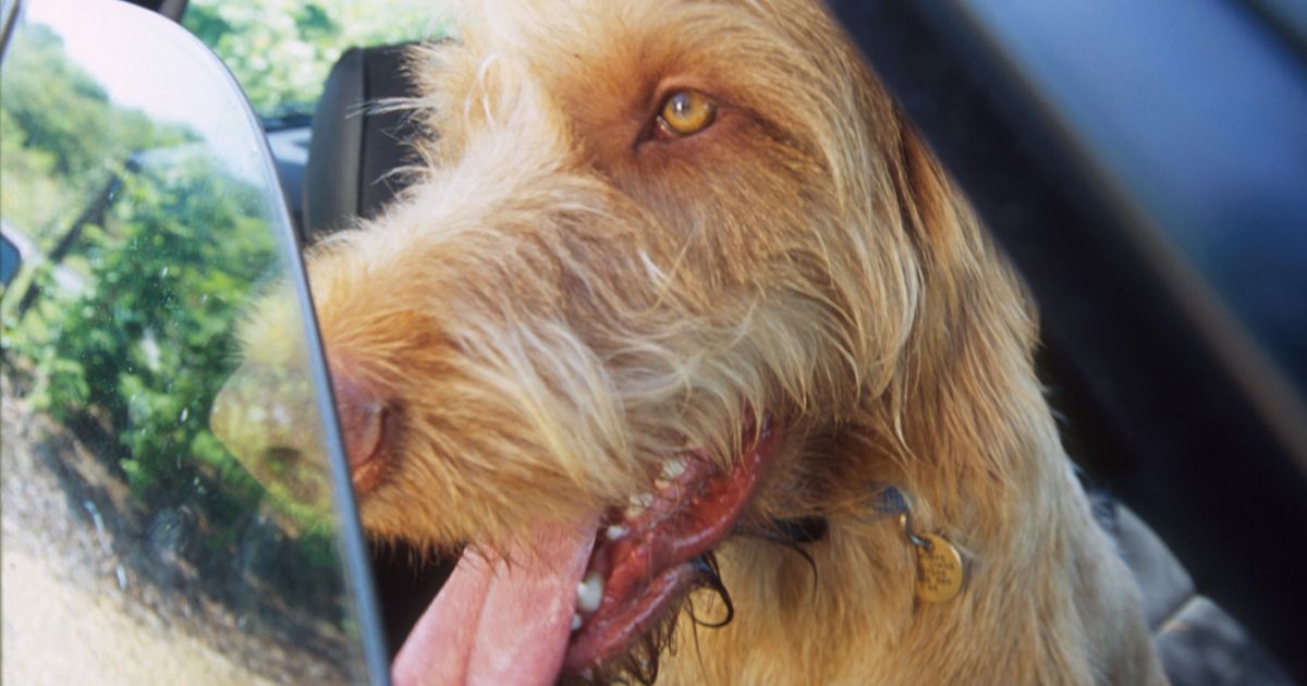 TheCatsSister's tweet photo. Dog in a hot car - what can you do? https://t.co/liA2EcZRfh https://t.co/pbCayAdpH9