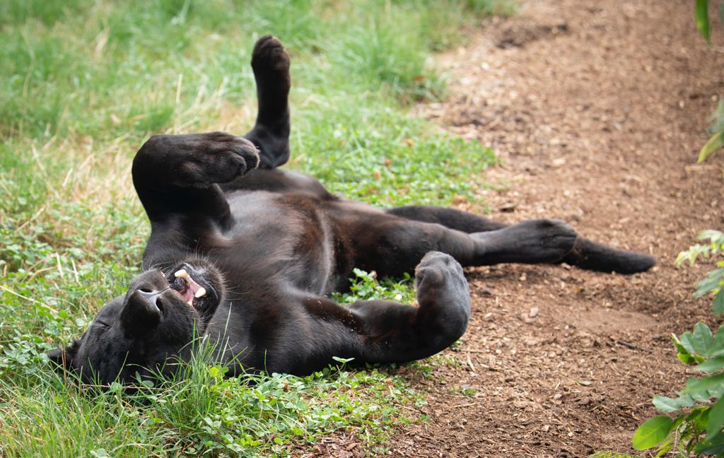 Is anyone else finding it difficult to get comfortable in this heat? Luckily i've got my pool to cool down in! 😸🖤

#mayathejaguar #blackjaguar #jaguar #maya #thebigcatsanctuary