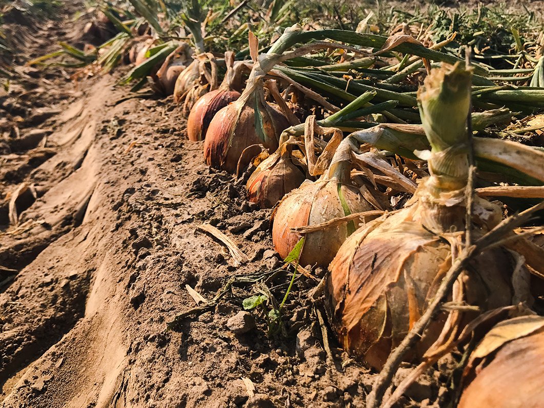 The onion transition has begun. Summer onion season is concluding and the Northwest is getting ramped up. Read this week's update here: onionbusiness.com/market-and-cro… #onion #market #crop #onionbiz