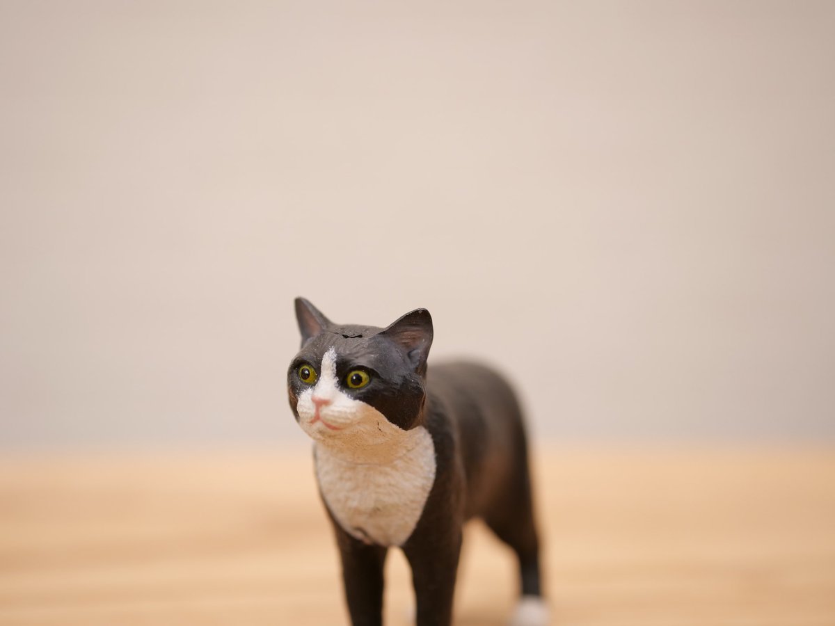 えだま 恋猫の浮気現場を見てしまった猫