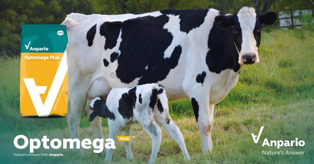 anparioplc's tweet photo. Did you know: Trials have shown, #OptomegaPlus can be used as a nutritional supplement to aid in supporting establishment and maintenance of pregnancy in dairy cows. 

Read More: https://t.co/Zs1aoKQCiK

#NaturesAnswer #SupportMilkYields #ProtectYourInvestment #TeamDairy https://t.co/OnOInq6TCC