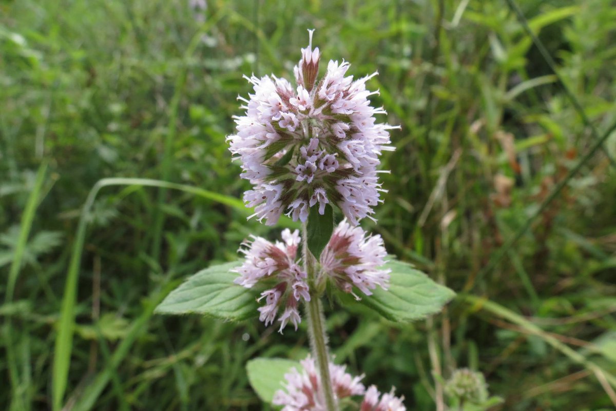 Jenny_S_Ecology's tweet photo. The beautiful water mint (Mentha aquatica) 🌿🌱
This member of the dead nettle family (Lamiaceae) can be distinguished by its bulbous flower 'head' (inflorescence) at the top of the main stem 💜
#WaterMint
#BritishNature
#BritishWildlife
#BritishBotany
@BSBIbotany https://t.co/L5KfSu6xpJ