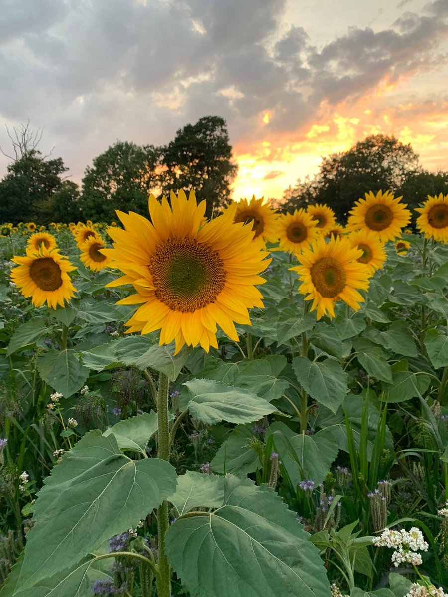 FentonsCurling's tweet photo. They don’t mind the heat!  A field of sunflowers 🌻 at Dundale Farm https://t.co/mnrSlRdAFf