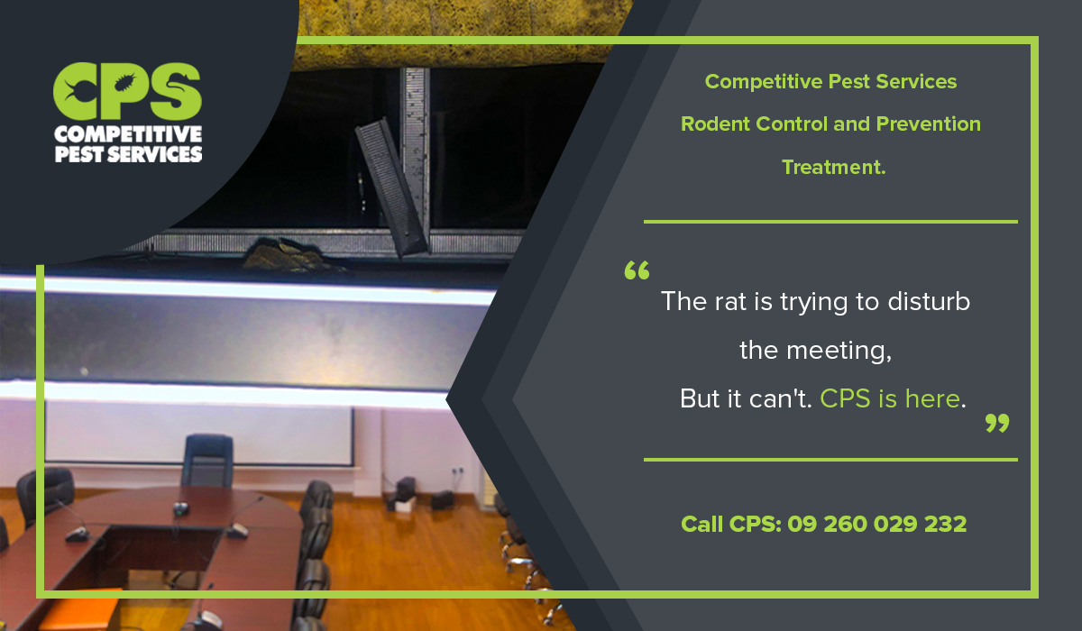 CompPestService's tweet photo. ❌ Don't let rats impact your home or business call us today!
☎09 260 029 232
#competitiveppestservices #pestcontrol #professionalpestcontrol #home #business #rats #callnow #rodnetcontrol #ratscontrol #technician #myanmar #yangon #mandalay #safe https://t.co/BurauXY4i0