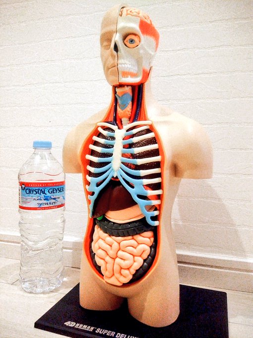 äººäœæš¡åããå±ãããŒ!!ãã¡ããã«ãâ€
æ©é人äœããºã«ããŠéãã ãã ãã©ãããæ¹ããŠèåšè©°ããŠéªšãçèã§ããŸã£ãŠããã人äœã£ãŠèåšã®å®ç®±ãªãã ãªãð€ðããšãã¿ãã¿ãã¡ãã£ã