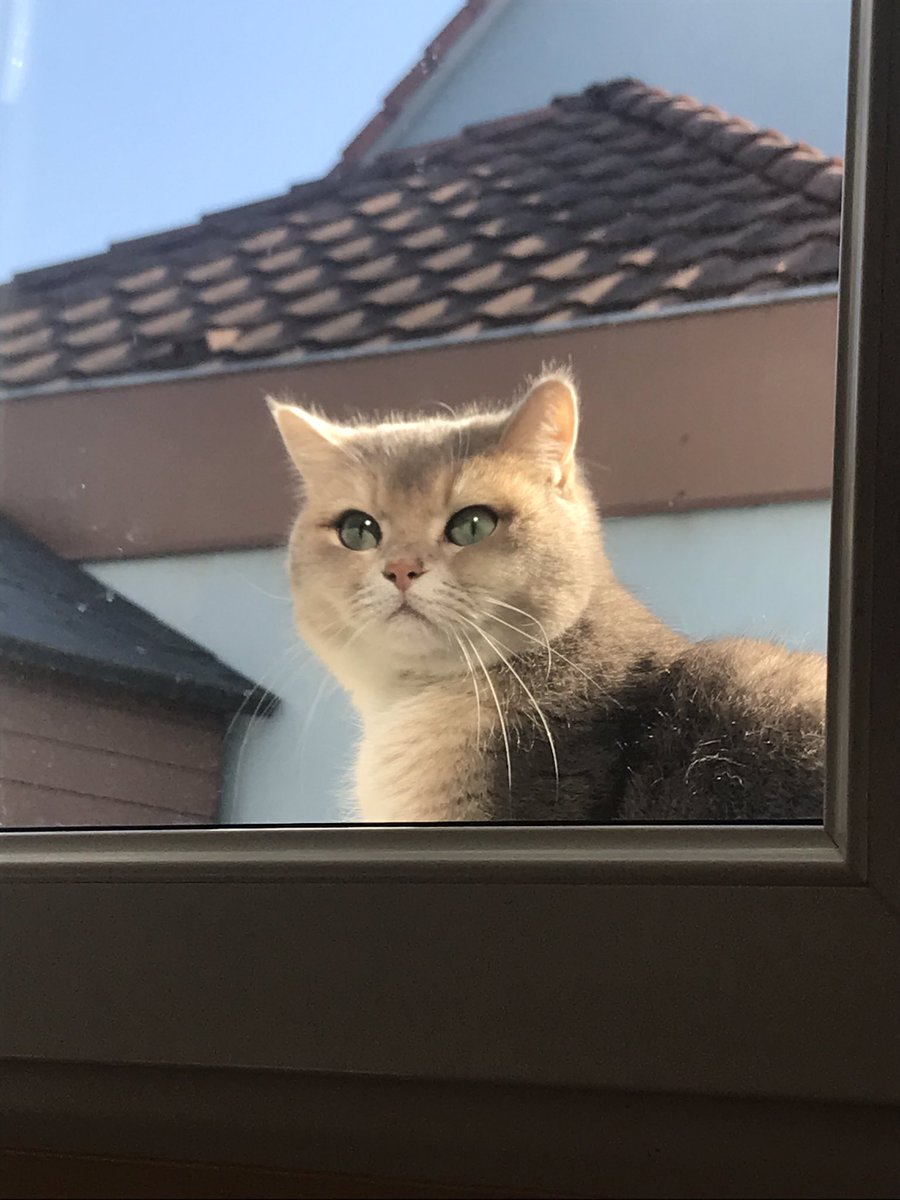 manphlpp's tweet photo. ⚠️⚠️je n’est toujours aucunes nouvelles de mon chat depuis maintenant plus de deux semaines elle pourrais être n’importe où dans BISCHWILLER et alentours si vous avez n’importe quel information envoyer moi un DM ⚠️⚠️ https://t.co/yIzcgvHBxr
