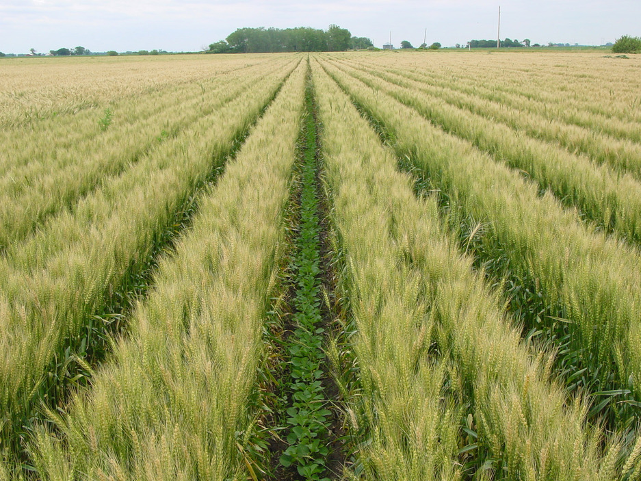 👂Tune into our latest podcast. <a href="/EmilyTrivett1/">Emily Trivett</a> discusses #intercropping with Rob Brooker &amp;Ali Karley <a href="/JamesHuttonInst/">James Hutton Institute</a> - the benefits, payoffs, practical application &amp; farmer outreach 🚜🌏🤝🌱
👉leafuk.org/news-and-media… <a href="/PlantTeams/">DIVERSify</a> <a href="/DiverIMPACTS/">DiverIMPACTS</a> <a href="/SEAMixtureS/">SEAMixtureS</a>
leafuk.org/news-and-media…
