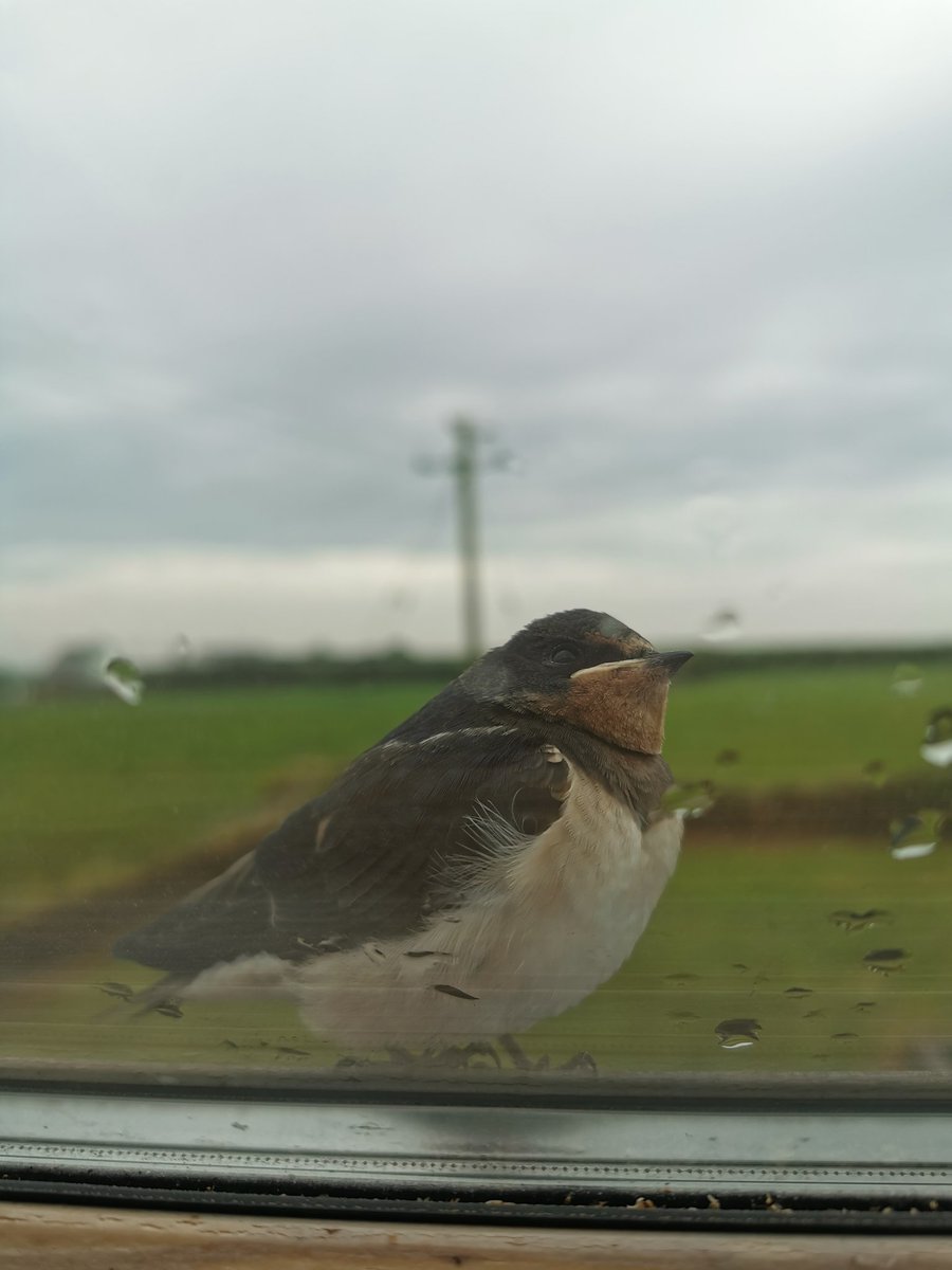 Friendly little guy.