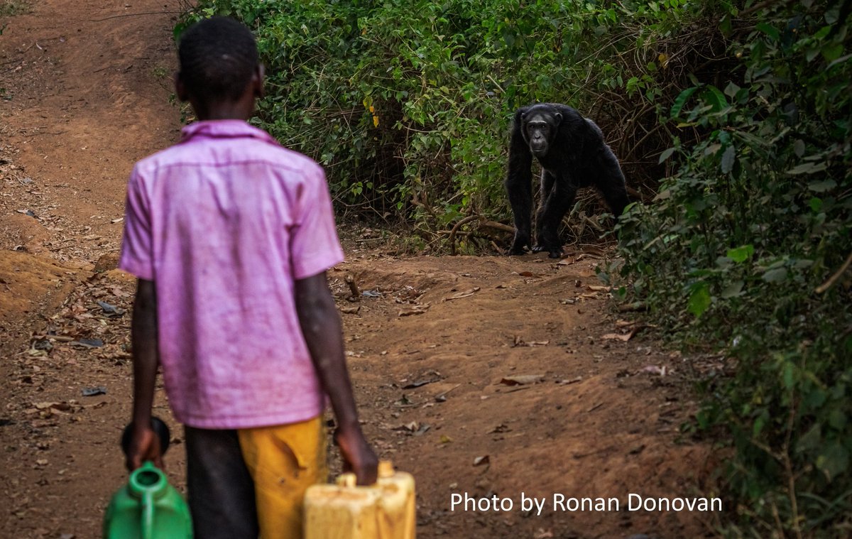 Tense moment when a boy collecting water meets a wild chimpanzee on a village path in Bulindi. This month's @NatGeoMag reports the complexities of the human-chimpanzee interface in Uganda, where interests of people and great apes at times collide. Features <a href="/BulindiChimps/">Bulindi Chimpanzees</a>
