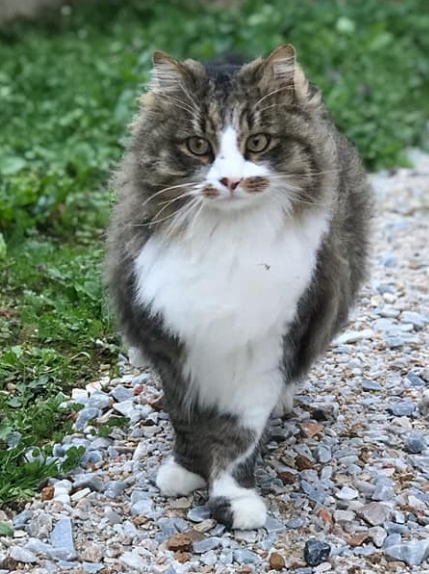 Missing Animaux 81 13 08 Perdu Chat Tigre Blanc Poils Longs A Servies Charlie Contact T Co Zrqf3qgl1z Tarn