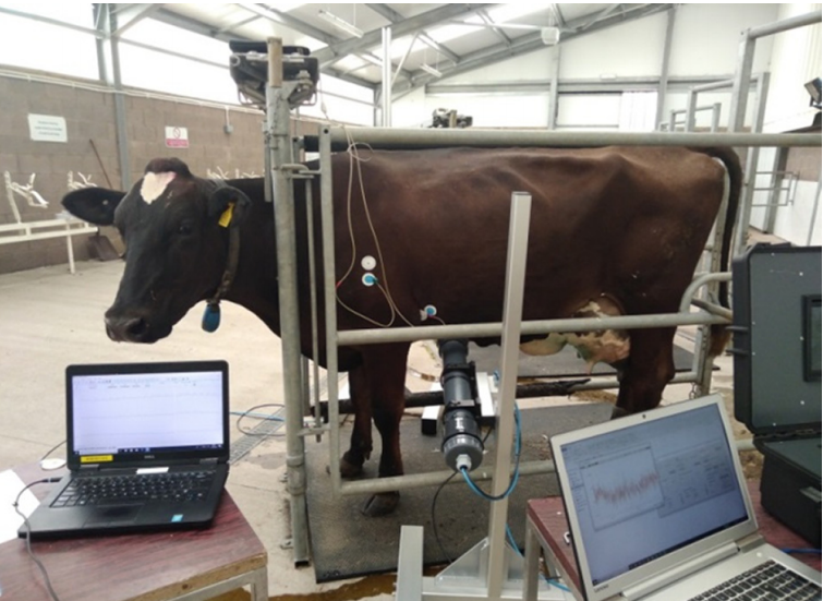 StrathclydeOA's tweet photo. Recording the #heart beat of #cattle using a #gradiometer system of optically pumped #magnetometers https://t.co/ILElFQ4X9f #agriculture #computing #magnetocardiogram #OpenAccess @StrathCIS @PhysicsStrath https://t.co/EmdTUIvetQ