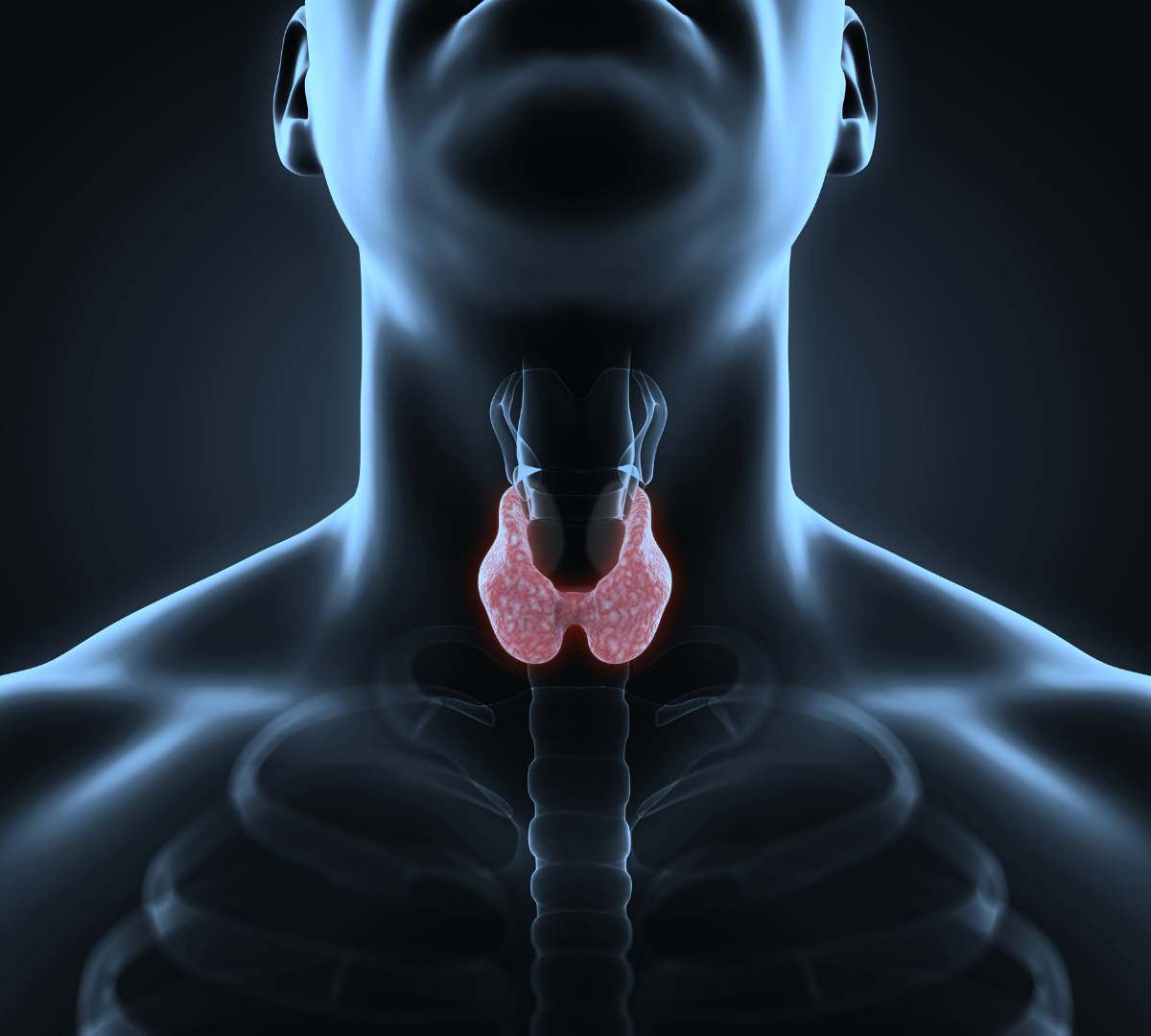 CerbaLancetTz's tweet photo. The thyroid gland is a vital hormone gland: It plays a major role in the metabolism, growth and development of the human body. It helps to regulate many body functions by constantly releasing a steady amount of thyroid hormones into the bloodstream.
#knowYourTest https://t.co/07yLxP3icM