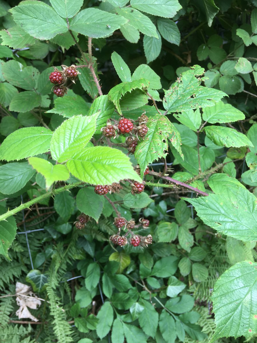 Great news - we have achieved an A Rocha Eco Church Gold Award, after lots of hard work. More info at summerbridgechurch.org/caring-for-our…
Special thanks to the Young Church team for all their work on the tarmac 'garden' - enjoy the pics!