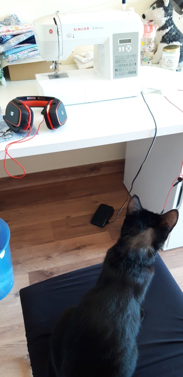 ele_de_eleone's tweet photo. Vivi costurera. #vivithecat https://t.co/cgbuyuMTrN