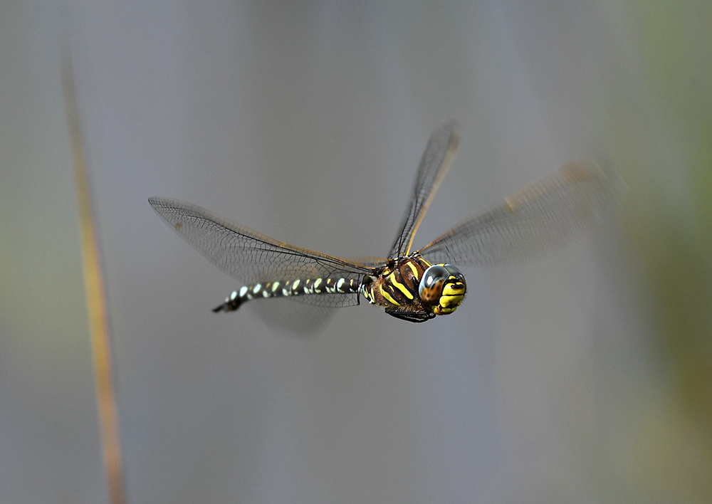 andyjonesfoto1's tweet photo. Common Hawker, Ramsley, Peak District, Derbyshire - 12th August 2020. @Natures_Voice @BDSdragonflies @PeakDistrictNT @peakdistrict @EasternMoors #commonhawker #hawker #dragonfly #PeakDistrict #local https://t.co/Ou3XoPZCUM