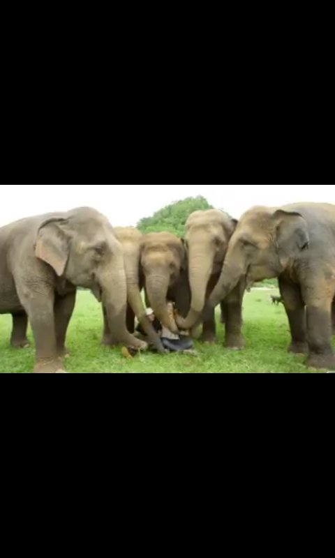 matc71's tweet photo. Siempre he pensado que los que queremos a los animales somos más y es lo que vemos en el documental Love&amp;Banana muy conmovedor. "No partícipes en actividades donde sometan, castiguen y abusen de los animales" #12Ago #DiaMundialDelElefante
 @LoveAndBananas @natgeowild https://t.co/Wuil4uTimF