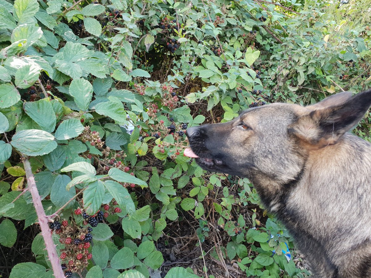 WYPDogs's tweet photo. Its that time of the year again, sorry to anyone else who might want some blackberrys but they're dissappearing fast. https://t.co/PurWKDVdN6