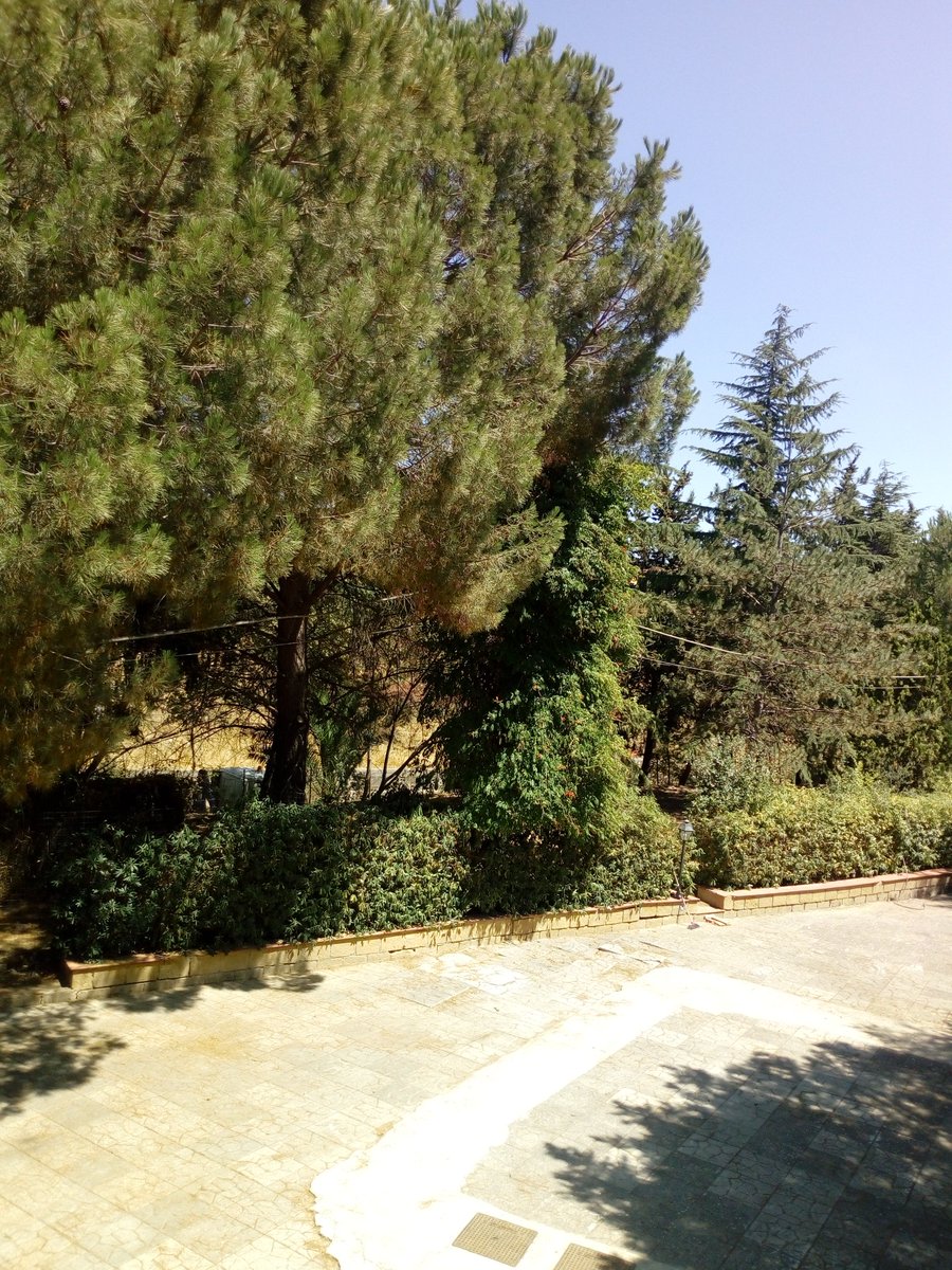 fruflo74's tweet photo. #Estate2020 #sicilia #cicale #canuzzi tantissimi pensieri....โค https://t.co/QLRMDaNzkN