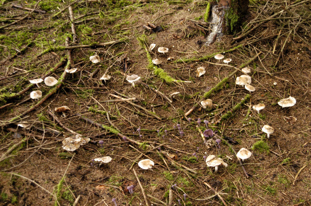 If you're walking through the woods and you come across a circle of mushrooms, be wary of stepping inside! Legend has it that these are "fairy rings", and to enter them is to enter the realm of the uncanny.  #FolkloreThursday