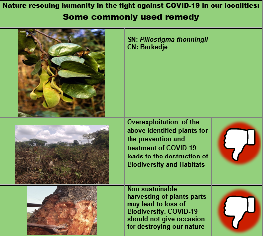 sufachac's tweet image. Nature rescuing humanity in the fight against COVID-19 in our localities.

Link to download:
sufachac.org/en/document/do…

#Sufachac #covid19 #BBML #gef #unenvironment  #biodiversityloss #Nature #fightagainstcoronavirus #humanity #remedy #plant #biodiversity  #SufachacCovid19Preview07