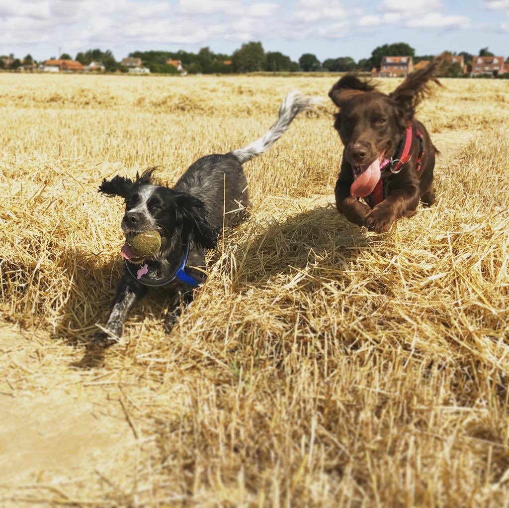 cocker_crazy's tweet photo. Fun in the fields!! 😍 Love how much joy my girls get from frolicking over the straw!! https://t.co/tyEGxME9pp
