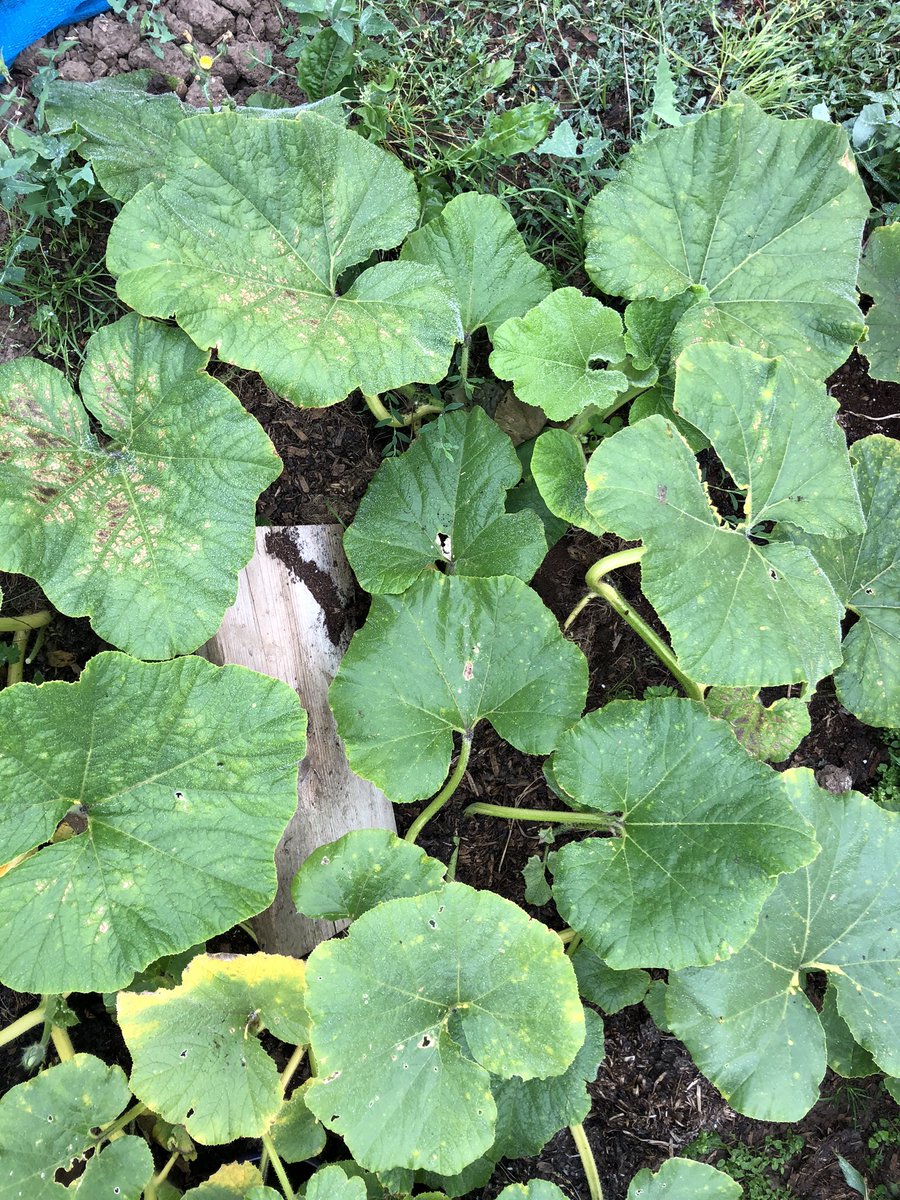Plot20_boro's tweet photo. Pumpkin rustling! Someone has pinched my shot at an extra big pumpkin. 🤬😠. Only way I can rationalise it is I hope it went to someone who was hungry. https://t.co/jAwFpmYcrK