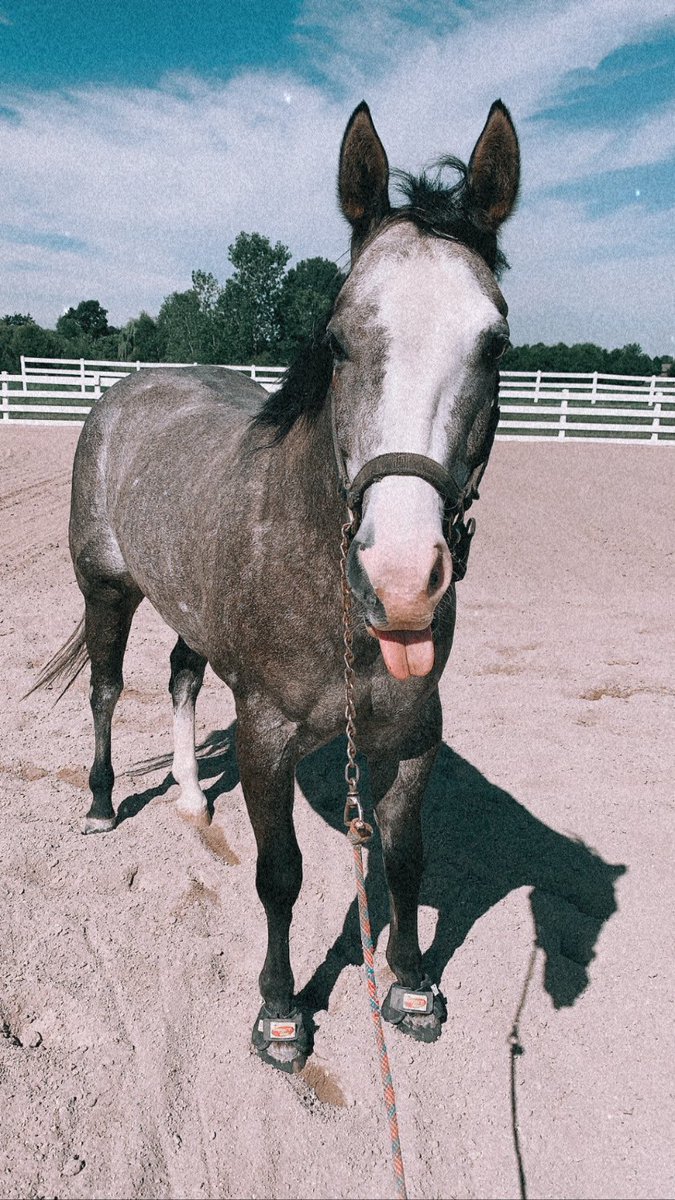Gray horses make the world go round ⚡️🖤