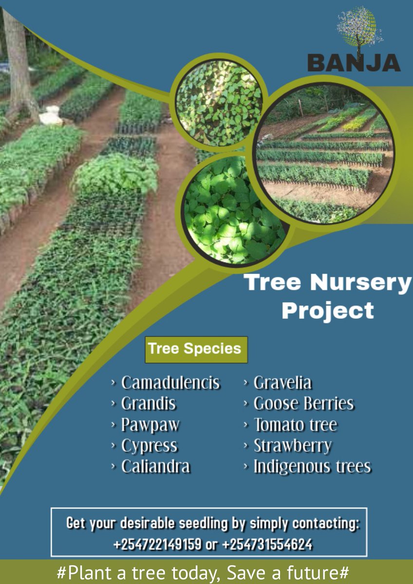 MuesaU's tweet photo. #plantatree, today and save a future.
Going green is the best solution to our future.. Toxic air,  acid rains ☔ and other environmental toxins minimized. Get your favorite tree seedling 🌱 today from Banks Tree Nursery.. https://t.co/ZcB6SjUUKA