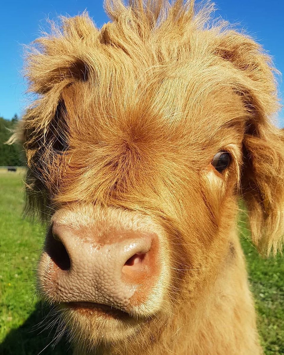 Cute Cows tweet media
