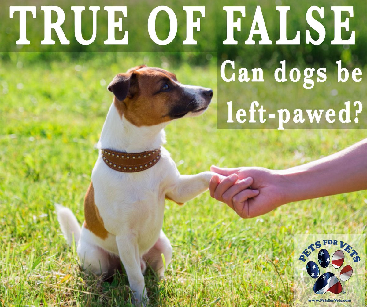 PetsforVets's tweet photo. True or false, can dogs be left-pawed?

True! It’s called paw lateralization. Just like humans are usually right- or left-handed, cats and dogs are typically right or left pawed. 

Happy #LeftHandersDay #LeftPawed #LeftHandedAnimals #LeftPawedPets #LeftyLove #Lefthanded #Lefty https://t.co/5OGtx866x1