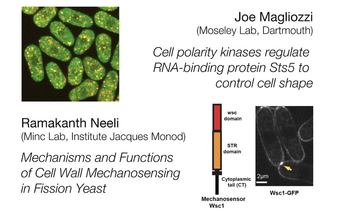 Matthew Swaffer (@mpswaffer) on Twitter photo More #pombeTalks coming up Wednesday 19th August with talks from Joe in the <a href="/MoseleyLab/">Moseley Lab</a> (<a href="/dartmouth/">Dartmouth 🌲</a>) on cell shape and <a href="/neeliramakanth/">Ramakanth Neeli</a> in the @MincLab (<a href="/IJMonod/">Institut Jacques Monod</a>) on cell wall mechano-sensing.
Sign up to get zoom details: bitly.ws/8Mrm
See you there next week! #pombe More #pombeTalks coming up Wednesday 19th August with talks from Joe in the <a href="/MoseleyLab/">Moseley Lab</a> (<a href="/dartmouth/">Dartmouth 🌲</a>) on cell shape and <a href="/neeliramakanth/">Ramakanth Neeli</a> in the @MincLab (<a href="/IJMonod/">Institut Jacques Monod</a>) on cell wall mechano-sensing.
Sign up to get zoom details: bitly.ws/8Mrm
See you there next week! #pombe