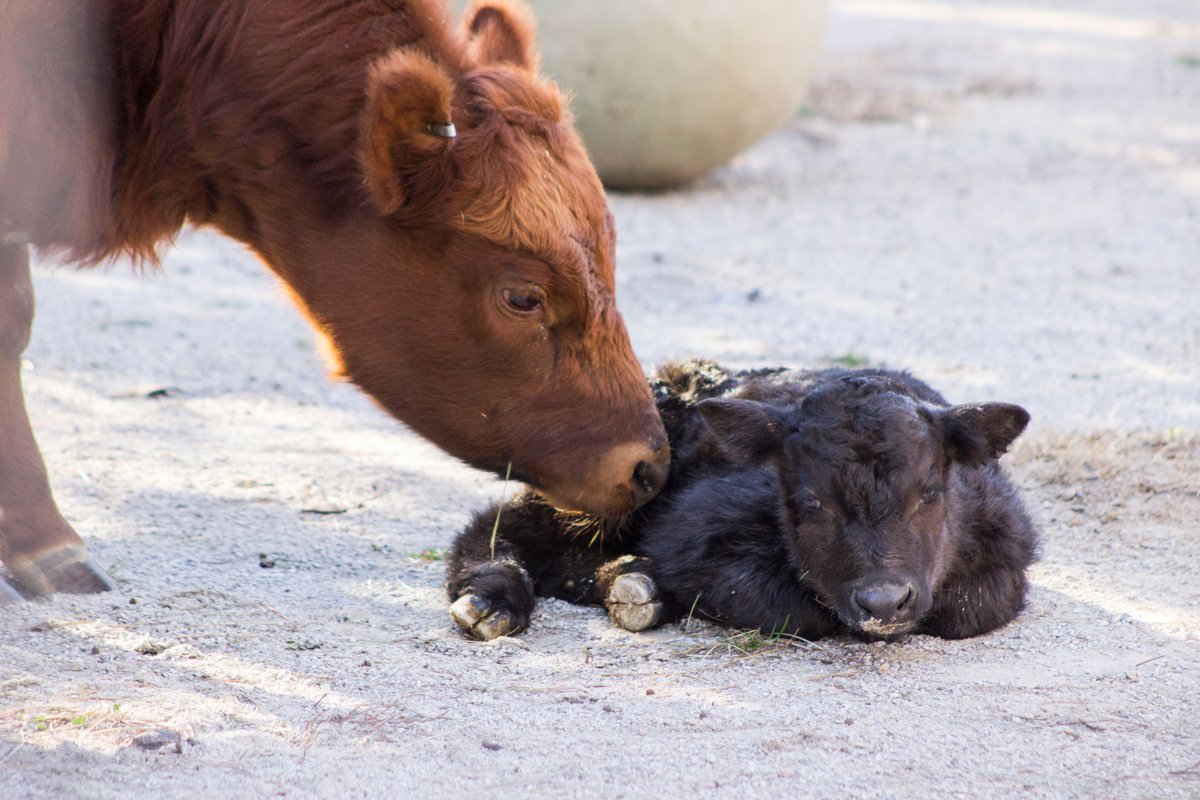 TulsaZoo's tweet image. #throwbackthursday to when Kingsford was a new calf. Born January 30, 2017, he isn't a lil' one anymore! #dextercow